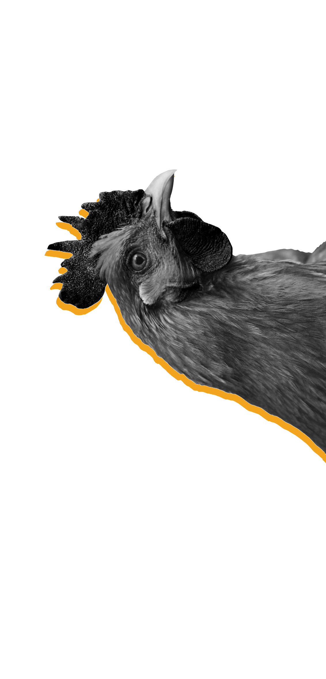 black and white picture of a chicken